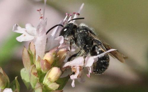 Stelis sp.